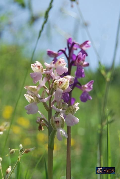 orchis  morio albiflora.JPG